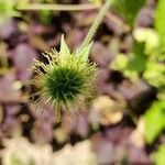 Geum laciniatum fruit picture by solazy (cc-by-sa)