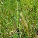 Cirsium dissectum habit picture by Pierre LEON (cc-by-sa)