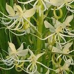 Habenaria helicoplectrum flower picture by susan brown (cc-by-sa)