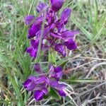 Anacamptis morio flower picture by christelle wieder (cc-by-sa)