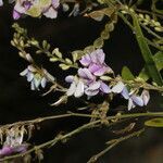 Desmodium cajanifolium flower picture by Nelson Zamora Villalobos (cc-by-nc)