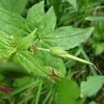 Geranium nodosum fruit picture by Llandrich anna (cc-by-sa)