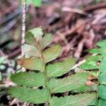 Polystichum imbricans leaf picture by Maarten Vanhove (cc-by-sa)