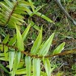 Epidendrum melinanthum leaf picture by Gabriel OLLIVIER (cc-by-sa)