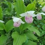 Cypripedium reginae flower picture by George Annette (cc-by-sa)