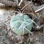 Gymnocalycium pugionacanthum habit picture by Trap Hers (cc-by-sa)