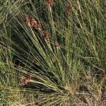 Juncus maritimus leaf picture by kael34 (cc-by-sa)