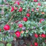 Cotoneaster integrifolius fruit picture by Silvana van Engelen (cc-by-sa)