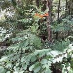 Campsis radicans habit picture by Eli Small (cc-by-sa)