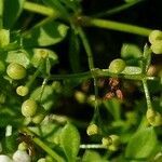 Galium saxatile fruit picture by Pierre LEON (cc-by-sa)