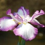 Iris ensata flower picture by Torres Martínez (cc-by-sa)