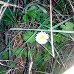 Bellis sylvestris flower picture by Pilar Clemente (cc-by-sa)