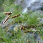 Carex ferruginea fruit picture by Yoan MARTIN (cc-by-sa)