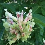 Aesculus sylvatica flower picture by Jeff Jeff Smith (cc-by-sa)