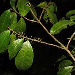 Erythroxylum fimbriatum fruit picture by Jean-François Molino (cc-by-sa)