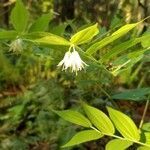 Prosartes hookeri flower picture by George Karpinski (cc-by-sa)