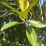 Ficus macrophylla leaf picture by peter.banksii (cc-by-sa)