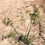 Cyperus eragrostis habit picture by Rios Sergio (cc-by-sa)