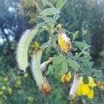 Cytisus arboreus fruit picture by Frescata Carlos (cc-by-sa)