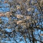 Amelanchier canadensis habit picture by Vicki Brown (cc-by-sa)