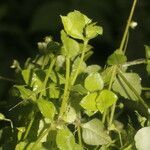 Stellaria ovata leaf picture by Nelson Zamora Villalobos (cc-by-nc)