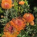 Leucospermum cordifolium flower picture by Schmid Ralph (cc-by-sa)