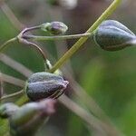 Spergula arvensis fruit picture by Yoan MARTIN (cc-by-sa)