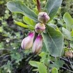 Lonicera pyrenaica flower picture by Bubz Pinson (cc-by-sa)