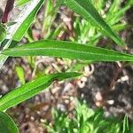 Collomia grandiflora leaf picture by Chris Georges (cc-by-sa)