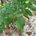 Carpinus caroliniana leaf picture by Eli Small (cc-by-sa)