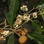 Mortoniodendron anisophyllum flower picture by Nelson Zamora Villalobos (cc-by-nc)