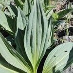 Gentiana burseri leaf picture by Miguel Borruel (cc-by-sa)