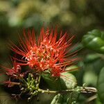 Combretum constrictum flower picture by E. Mouysset (cc-by-sa)