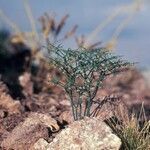 Eriogonum brachypodum habit picture by Daniel Barthelemy (cc-by-nc)