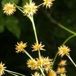 Rhynchospora holoschoenoides flower picture by Nelson Zamora Villalobos (cc-by-nc)