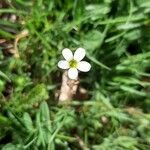 Saxifraga bulbifera flower picture by Marco (cc-by-sa)