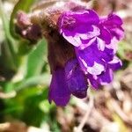 Pulmonaria angustifolia flower picture by Jean-Francois Julien (cc-by-sa)