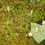 Saxifraga aspera habit picture by Martin Bishop (cc-by-sa)