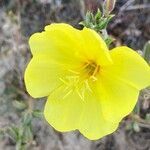 Oenothera longiflora flower picture by hieracium eriophorum (cc-by-sa)