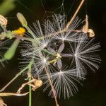 Lactuca muralis fruit picture by Martin Bishop (cc-by-sa)