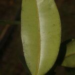 Calophyllum brasiliense leaf picture by Nelson Zamora Villalobos (cc-by-nc)