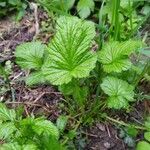 Geum virginianum habit picture by Bryan French (cc-by-sa)