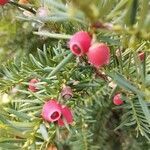 Taxus baccata fruit picture by Cristiano Marsaglia (cc-by-sa)