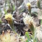 Porophyllum lanceolatum flower picture by Trap Hers (cc-by-sa)