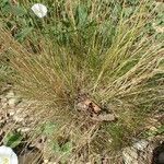 Festuca filiformis habit picture by Yoan MARTIN (cc-by-sa)