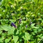 Lobelia siphilitica habit picture by I F (cc-by-sa)