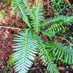 Blechnum brasiliense leaf picture by JP Corrêa Carvalho (cc-by-sa)