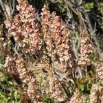 Rumex intermedius flower picture by Serge Fournier (cc-by-sa)