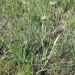 Geropogon hybridus habit picture by Monteiro Henrique (cc-by-sa)