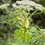 Heracleum mantegazzianum flower picture by erik debeer (cc-by-sa)